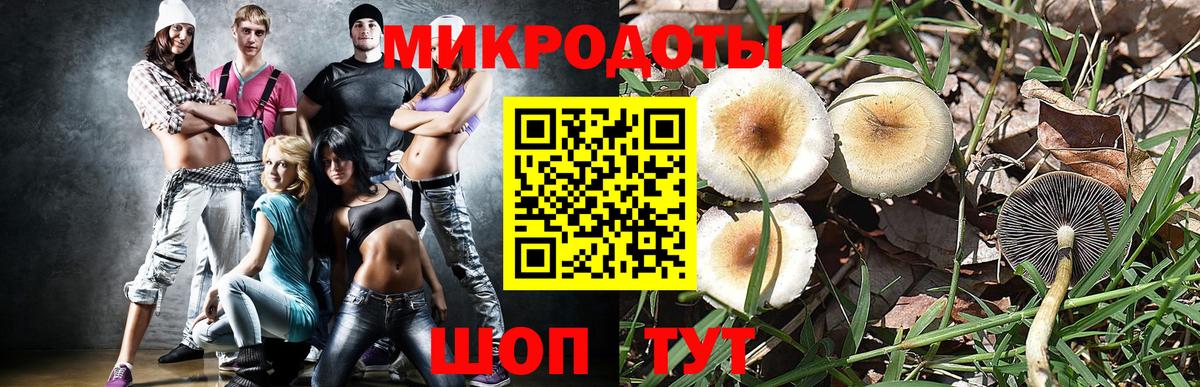 Галлюциногенные грибы Psilocybe Ставрополь